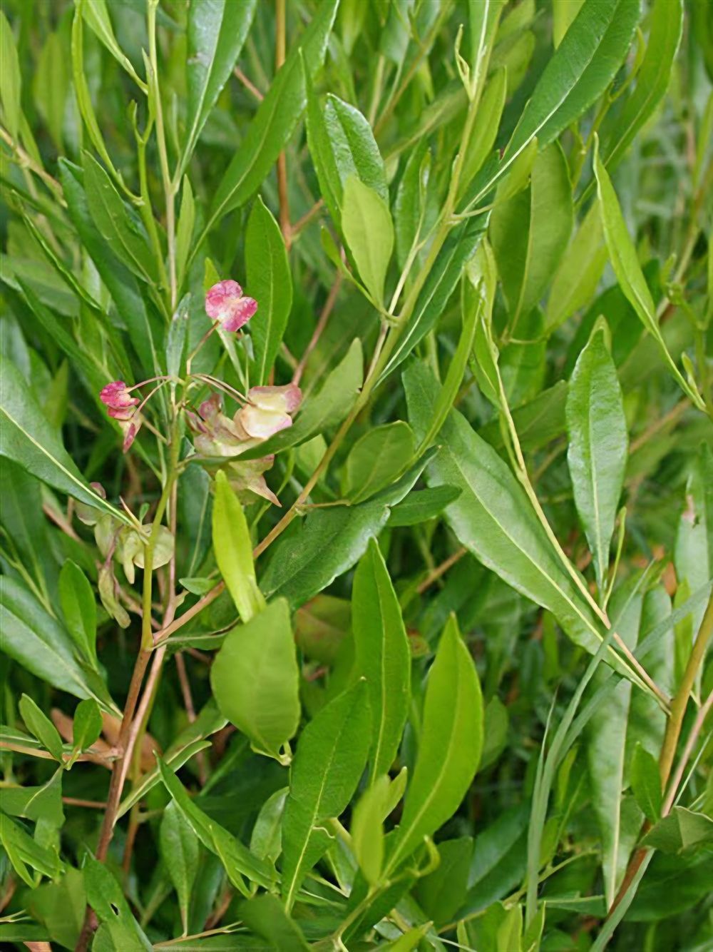 Dodonaea Mr Green Sheen (20cm)