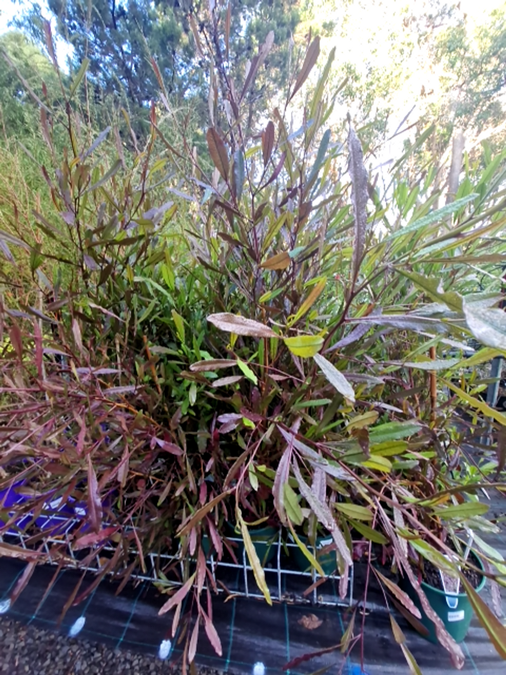 DODONEA VISCOSA PURPUREA PURPLE HOP BUSH (20CM)