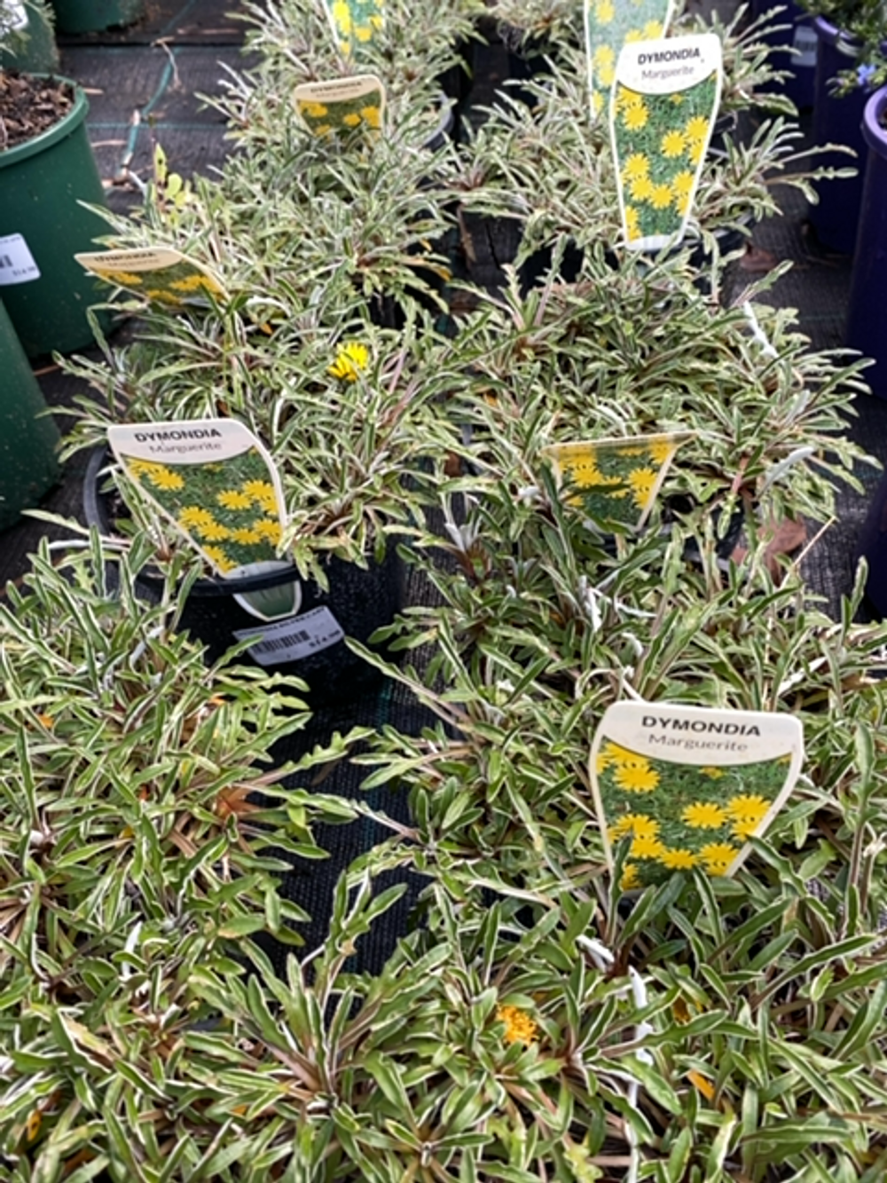 DYMONDIA SILVER CARPET (14CM)
