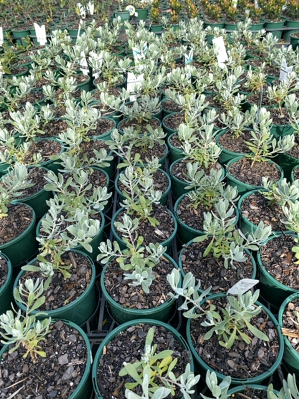 EREMOPHILA BLUE HORIZON PBR (14CM)