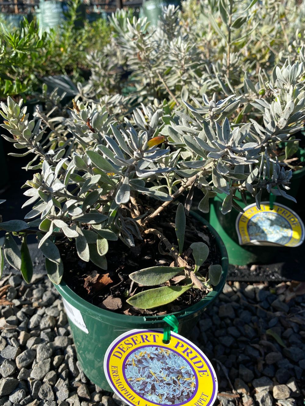 EREMOPHILA KALBARRI CARPET (14CM)