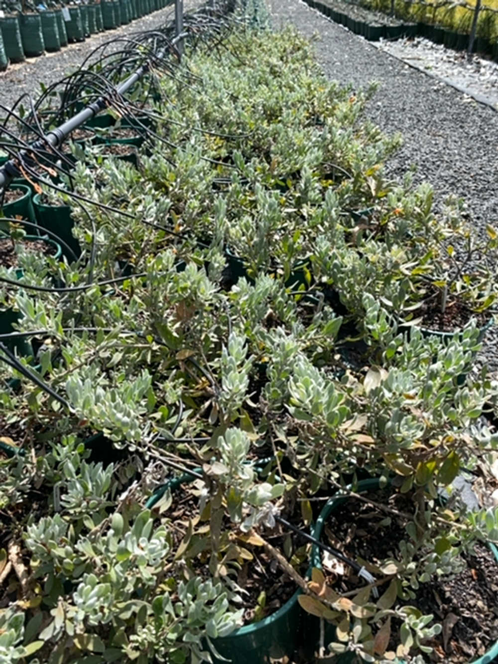 EREMOPHILA KALBARRI SUNSET (14CM)