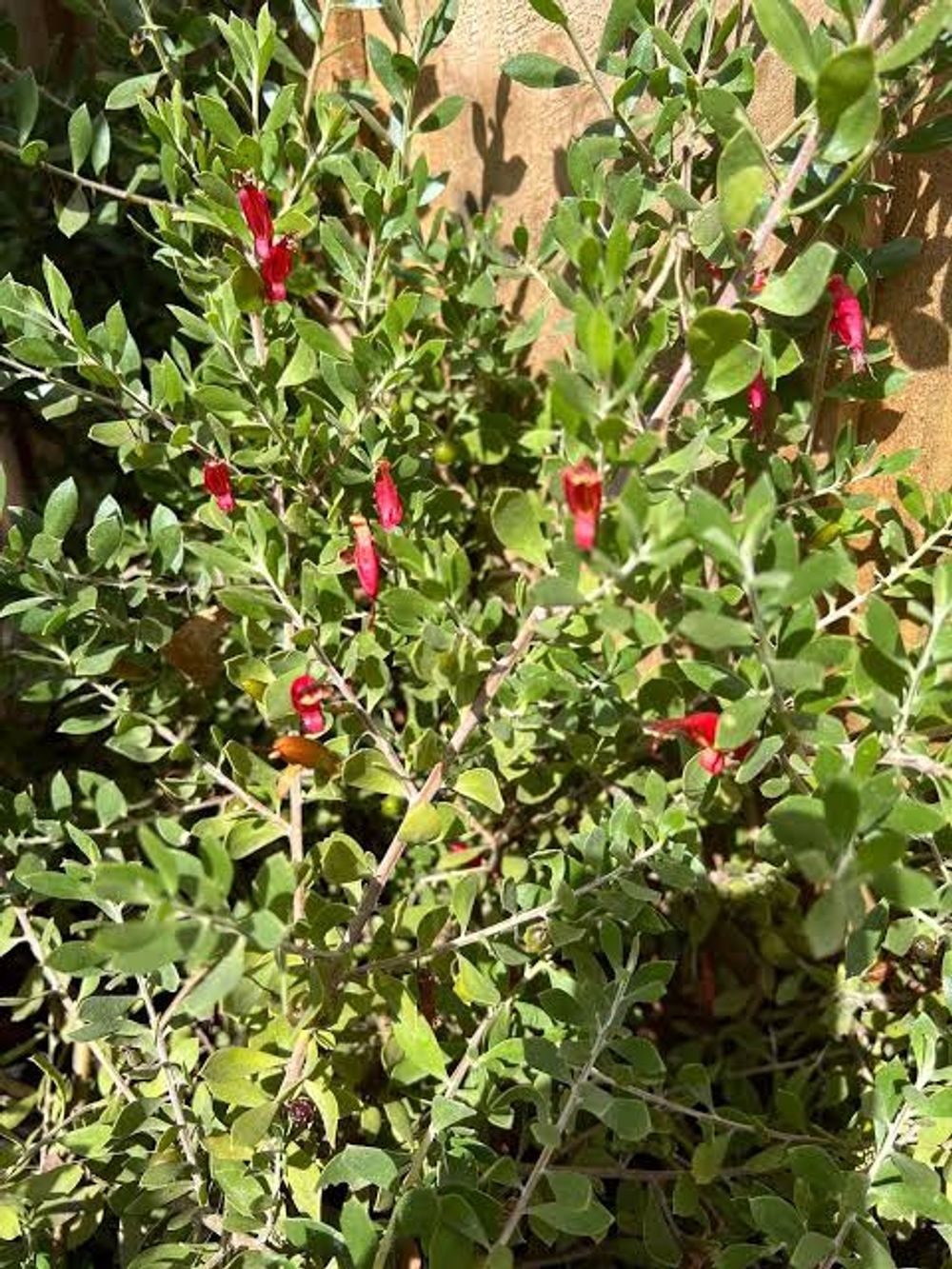 EREMOPHILA RED DESERT (14CM)