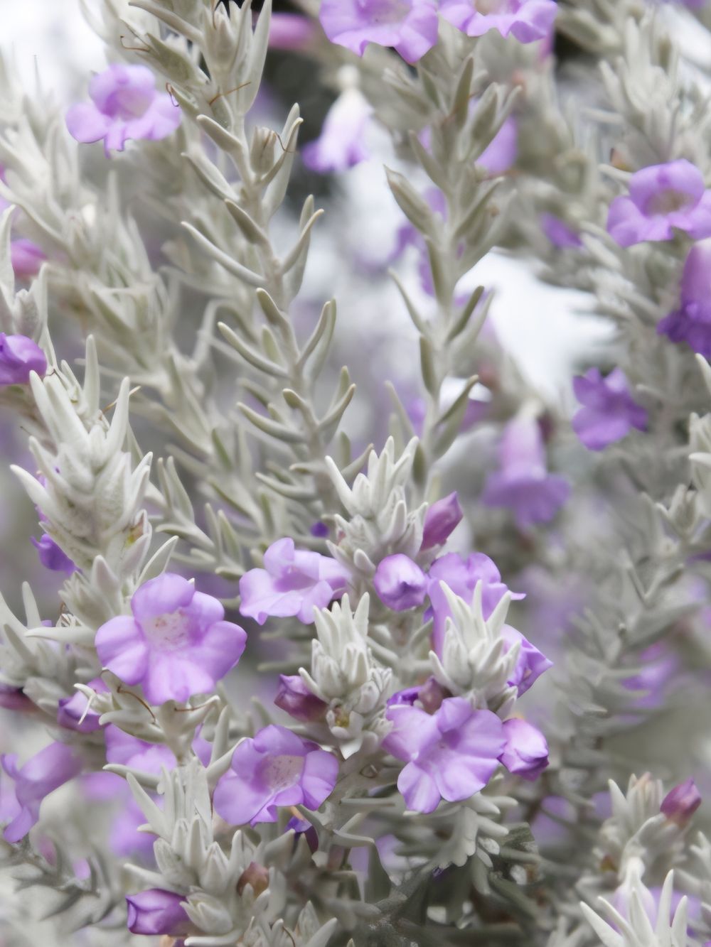 Eremophila nivea Spring Mist (14cm)