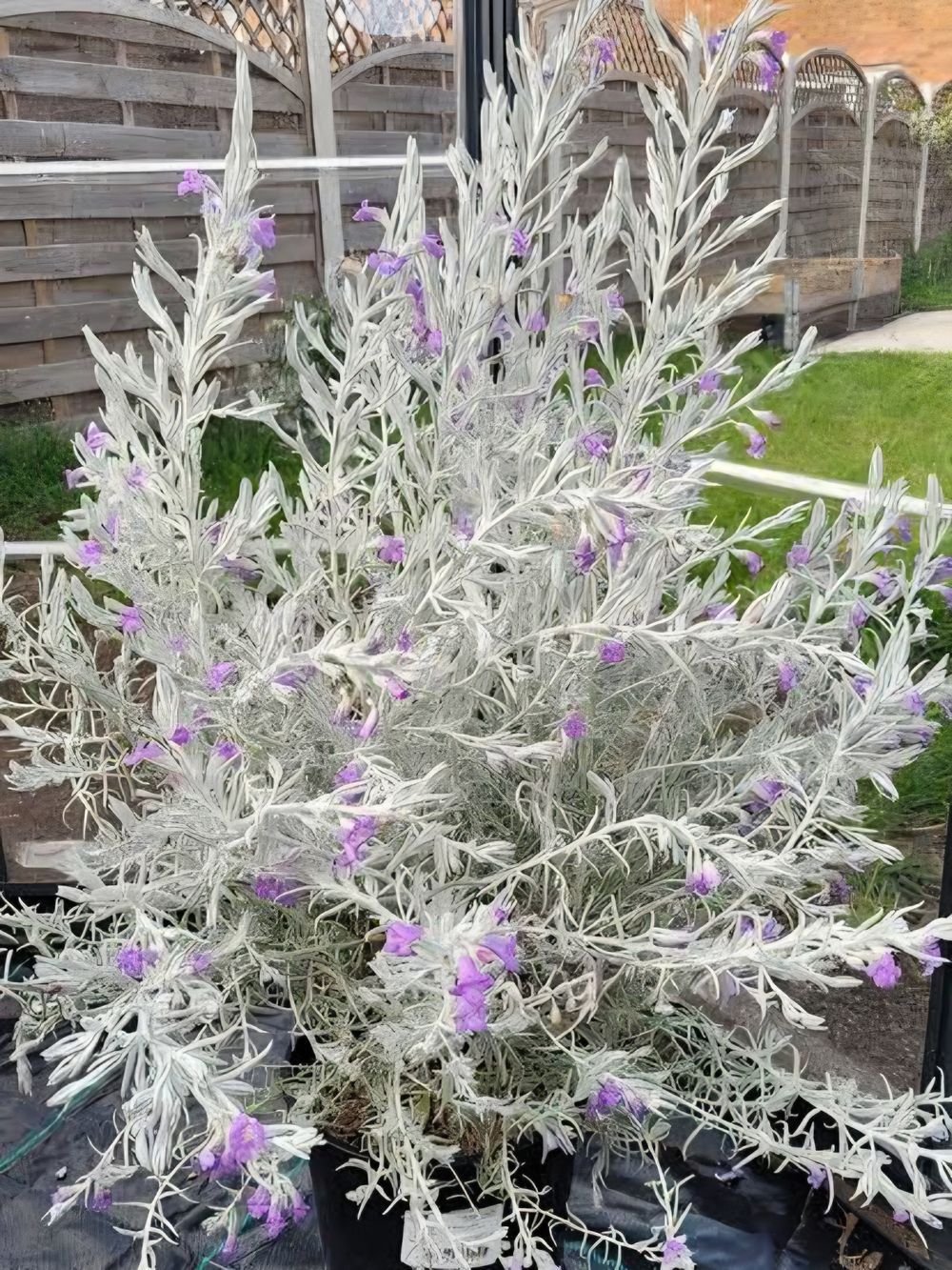 Eremophila nivea Spring Mist (5ltr)