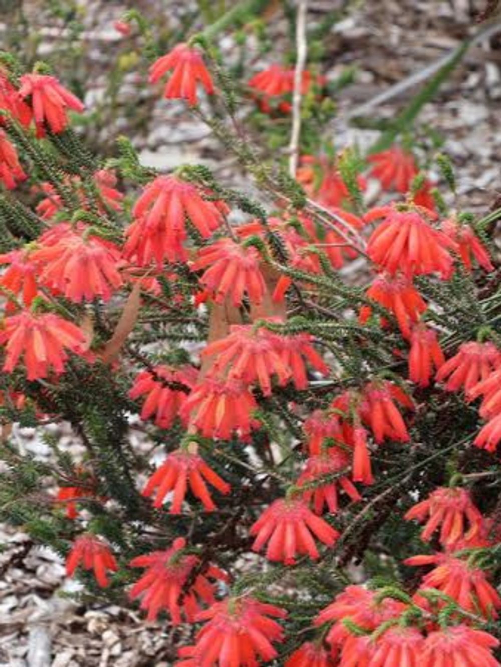 ERICA CERINTHIODES SCARLET HEATH (14CM)