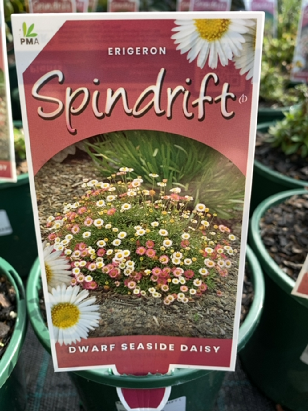 ERIGERON SPINDRIFT (14CM)