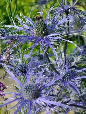 ERYNGIUM PEN BLUE SEA HOLLY (14CM)