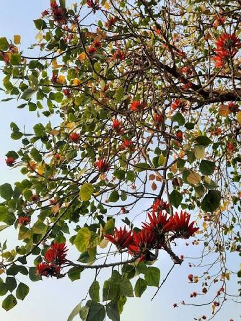 Erythrina variegata indica Coral Tree (45lt)