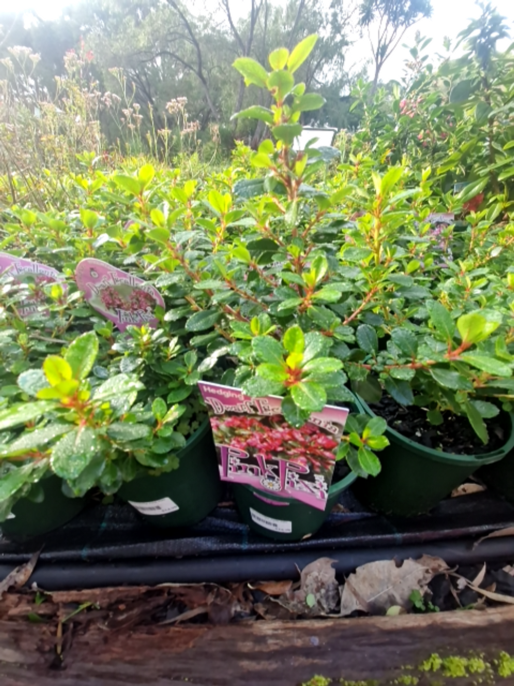 ESCALLONIA PINK PIXI PBR (14CM)