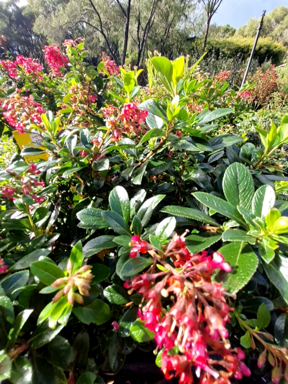 ESCALLONIA RED KNIGHT (20CM)