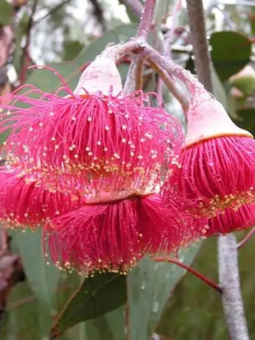 EUCALYPTUS CAESIA SILVER PRINCESS (25LT)