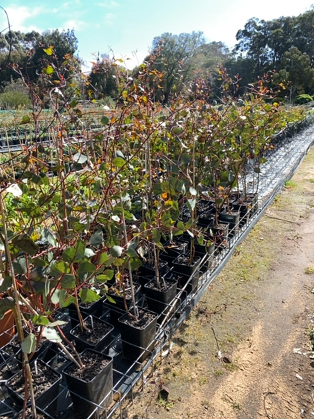 EUCALYPTUS CAESIA SILVER PRINCESS (6LT)