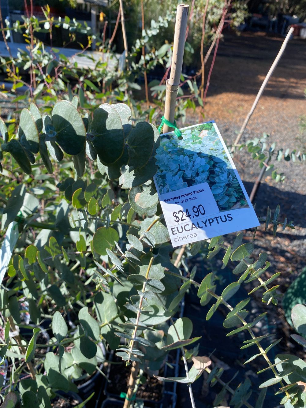 EUCALYPTUS CINEREA (6LT)