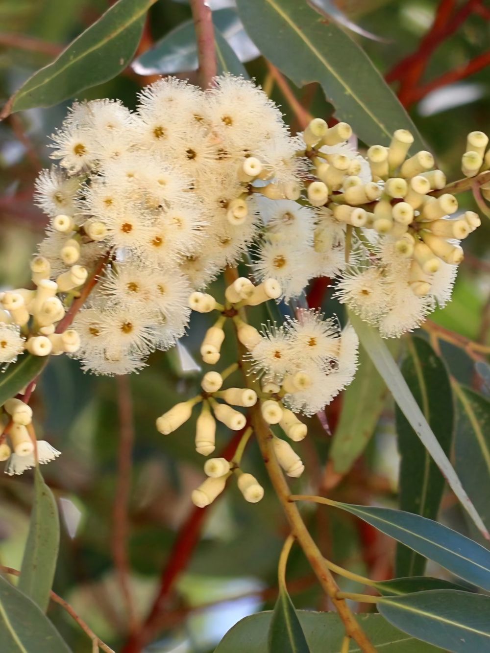 Eucalyptus cladocalyx nana dwarf Sugar Gum (6lt)