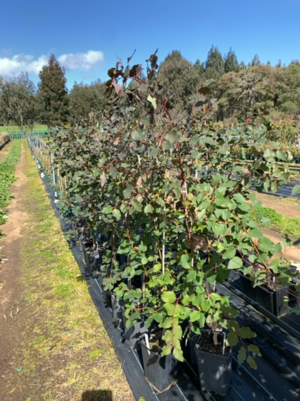EUCALYPTUS DIVERSICOLOR KARRI (6LT)