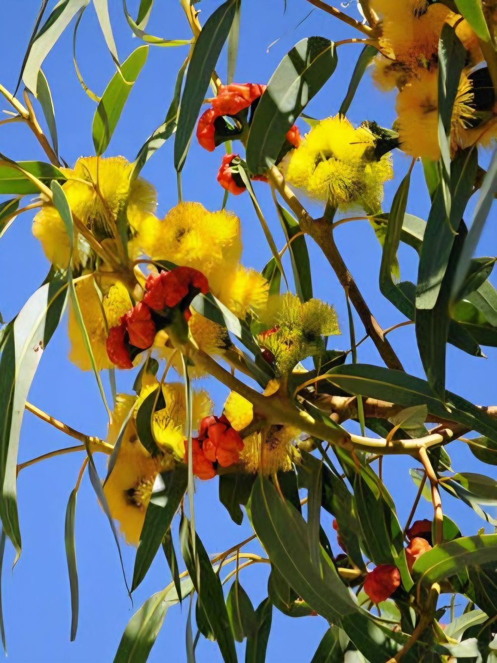 Eucalyptus erythrocorys ilyarrie Red Cap Gum (6lt)