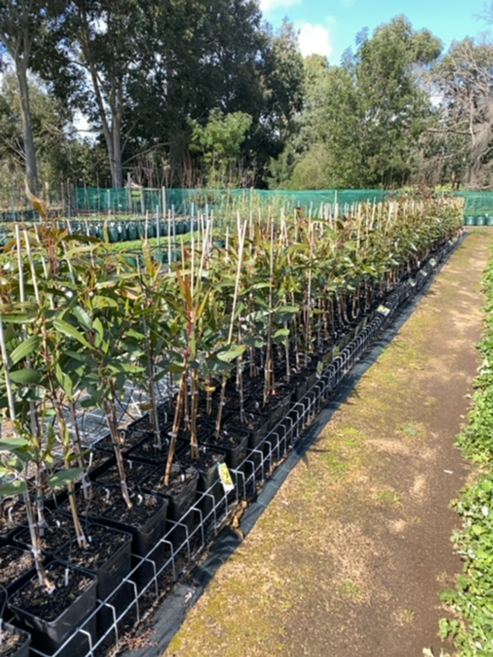 EUCALYPTUS ERYTHROCORYS RED CAP GUM (6LT)