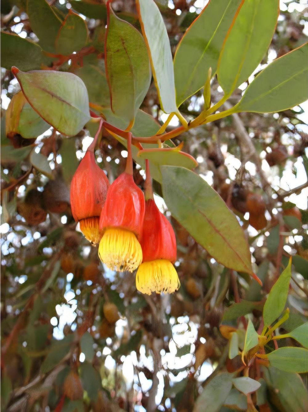 Eucalyptus forestiana (20CM)