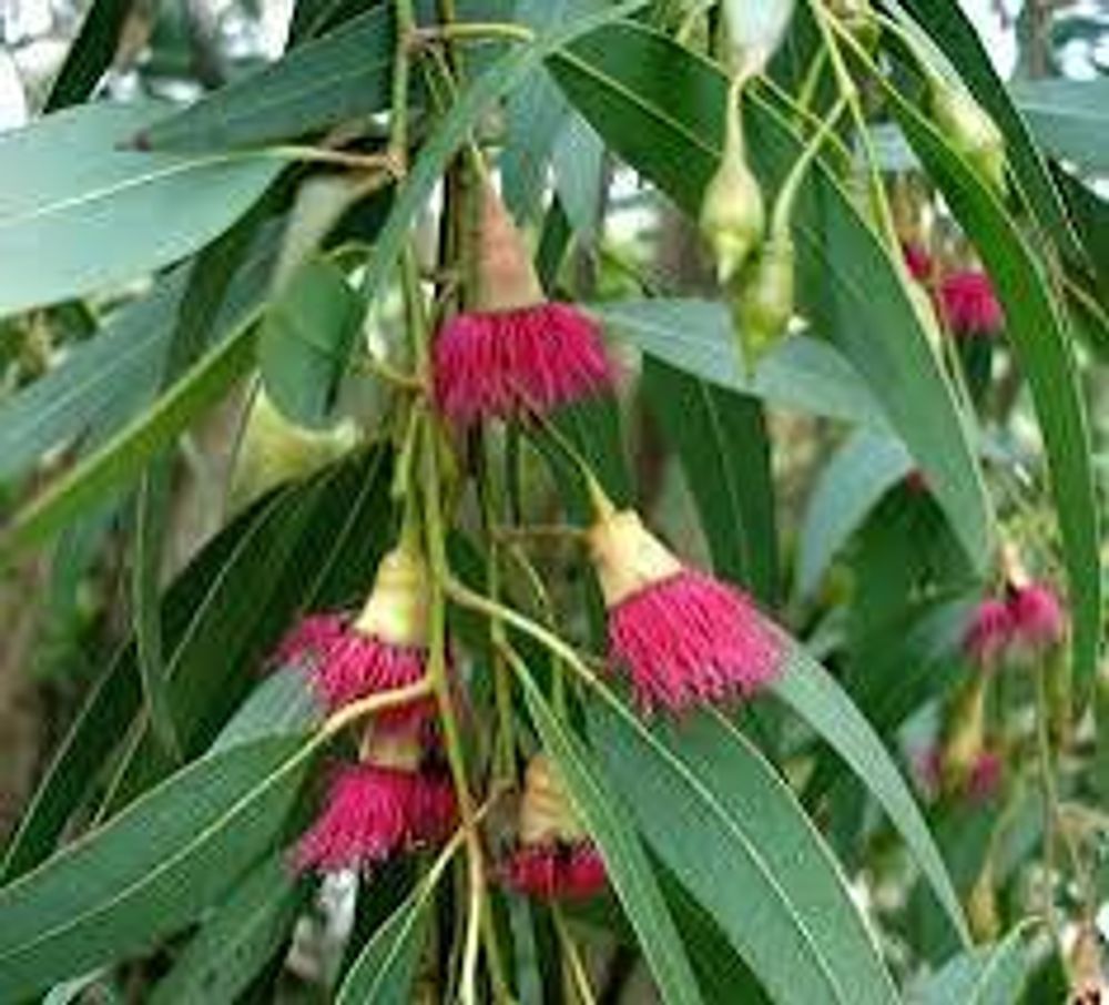 Eucalyptus leucoxylon rosea Euky Dwarf (25lt)