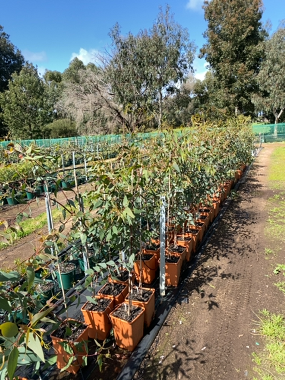 Eucalyptus leucoxylon rosea Red Flowering Gum (6lt)