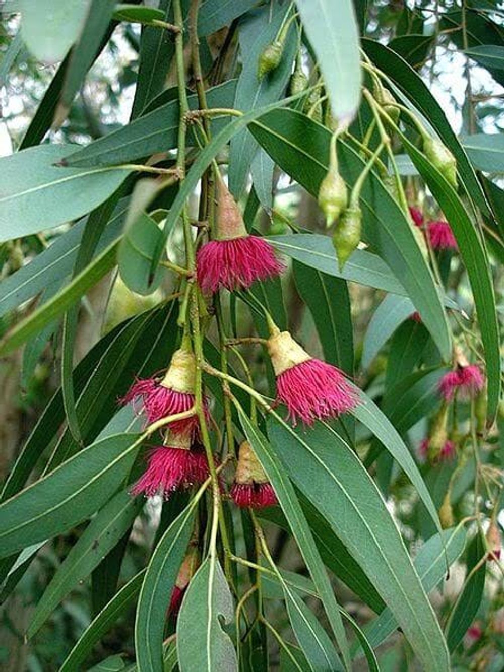 Eucalyptus leucoxylon rosea Red Flowering Gum (6lt)