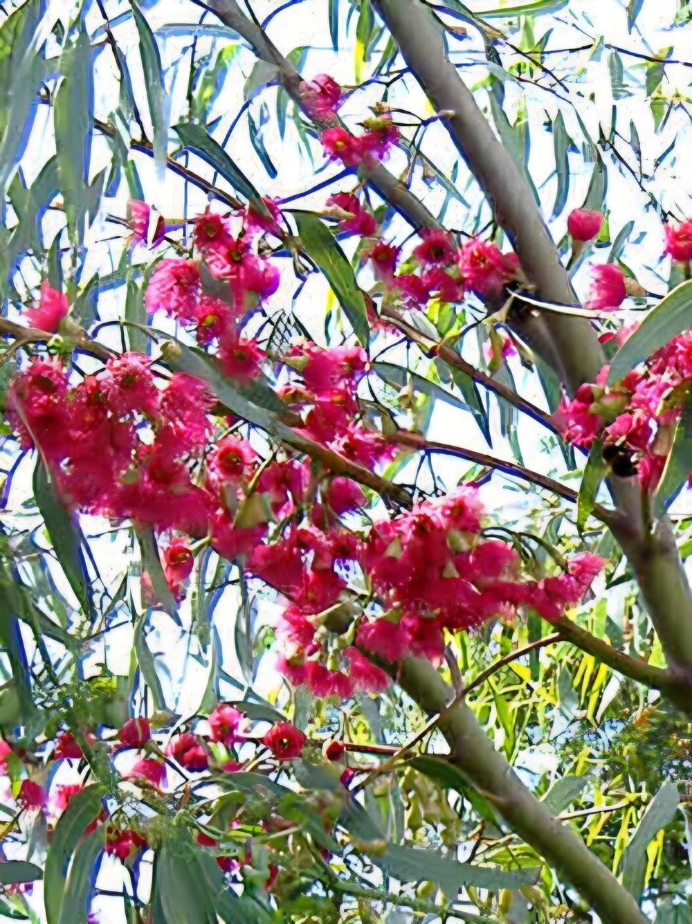 Eucalyptus sideroxylon Rosea (6lt)