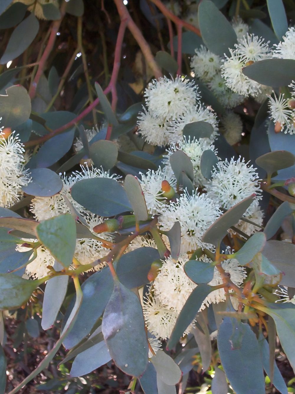 Eucalyptus Utilis Coastal Round-leaved Moort (20cm)