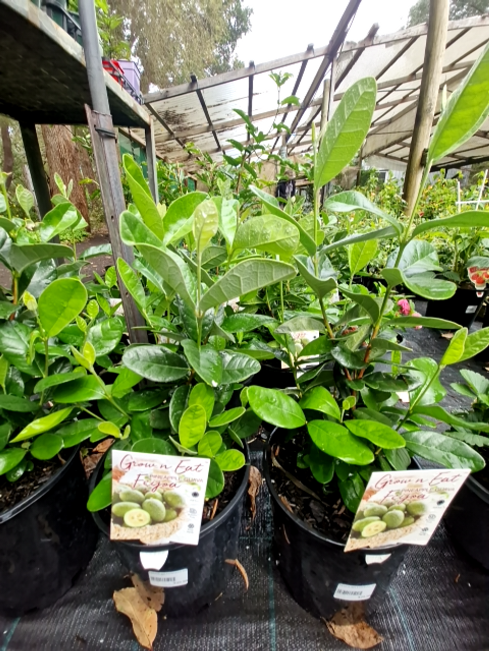 FEIJOA SELLOWIANA MAMMOTH (6LT)