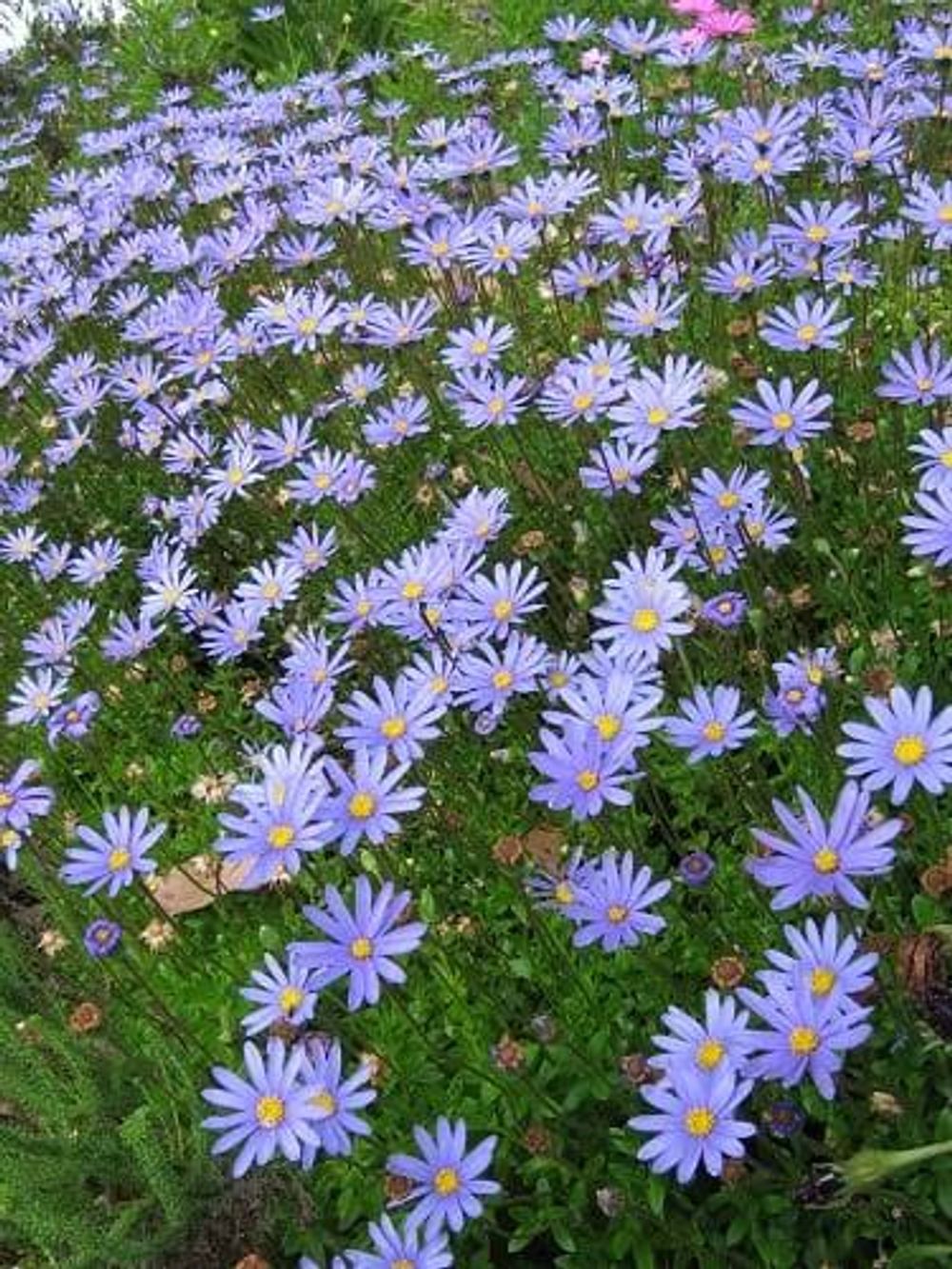 Felicia amelloides Kingfisher Blue Daisy (14cm)