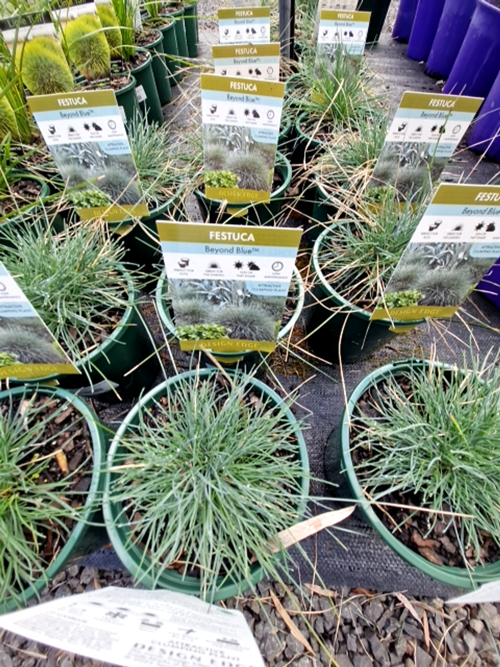 Festuca glauca Beyond Blue (14cm)