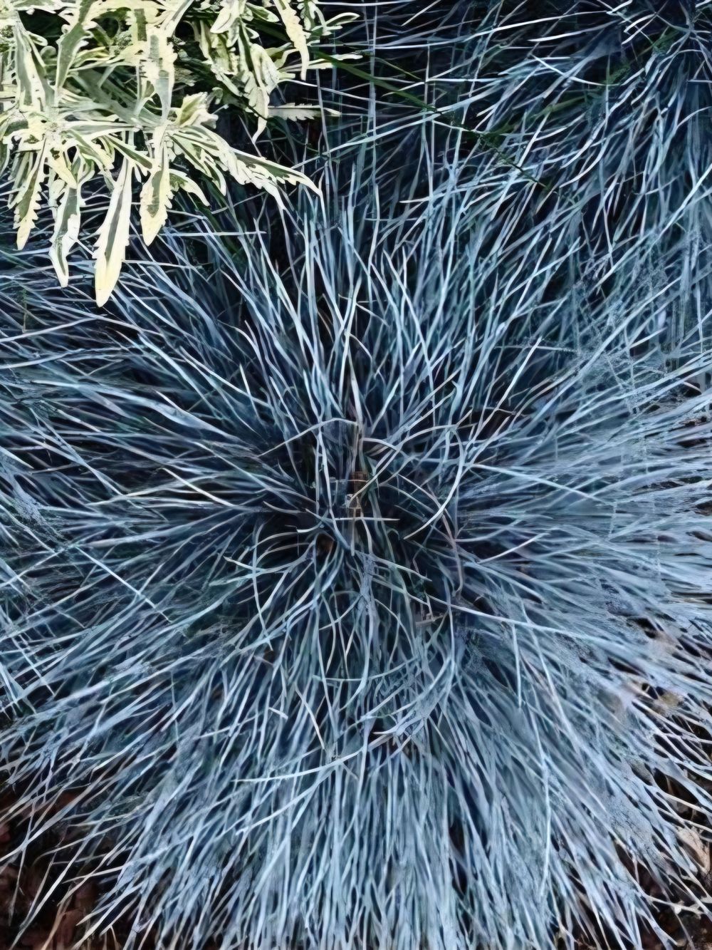 Festuca glauca Beyond Blue (14cm)
