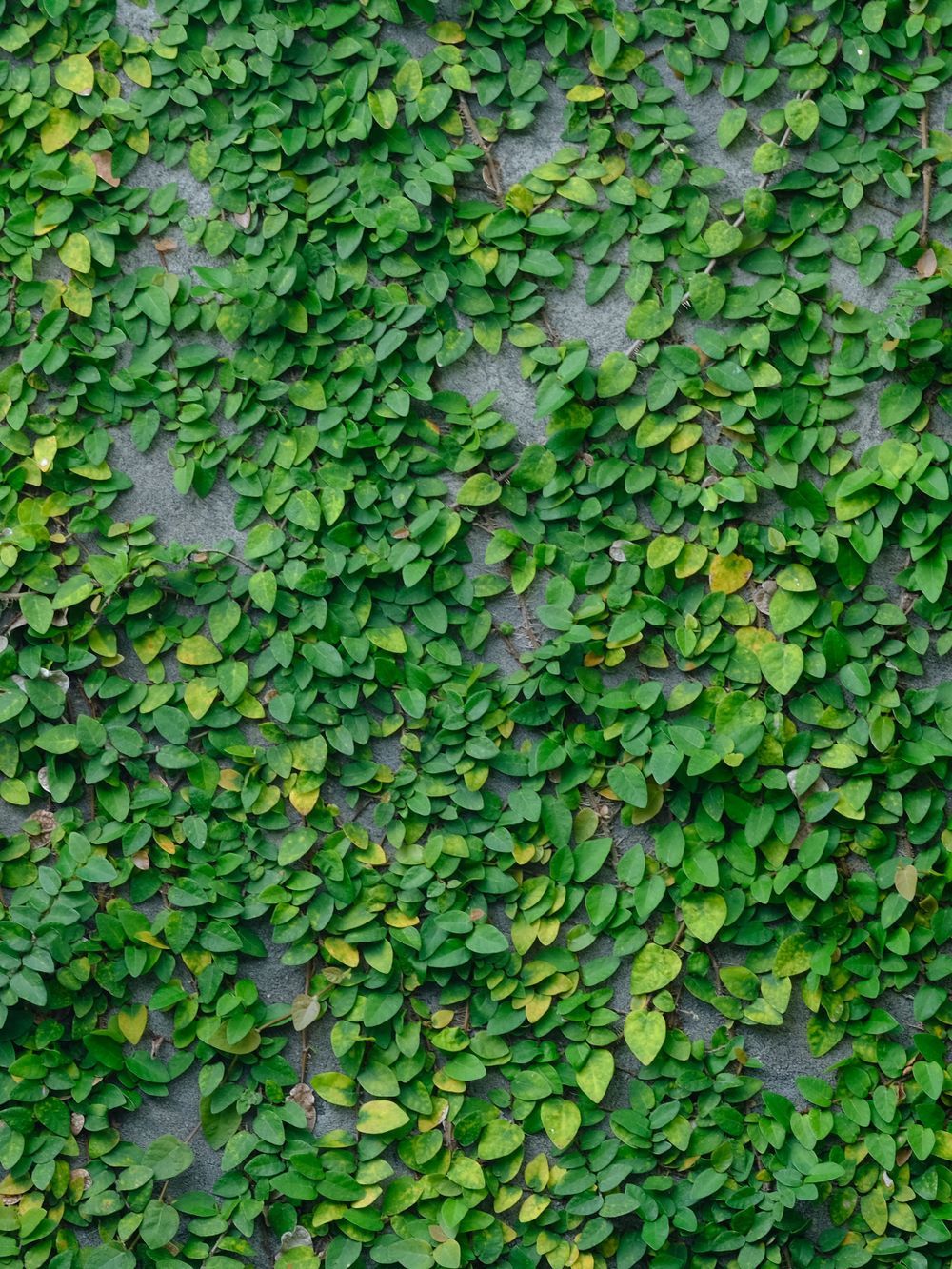 Ficus pumila Climbing Fig (14cm)
