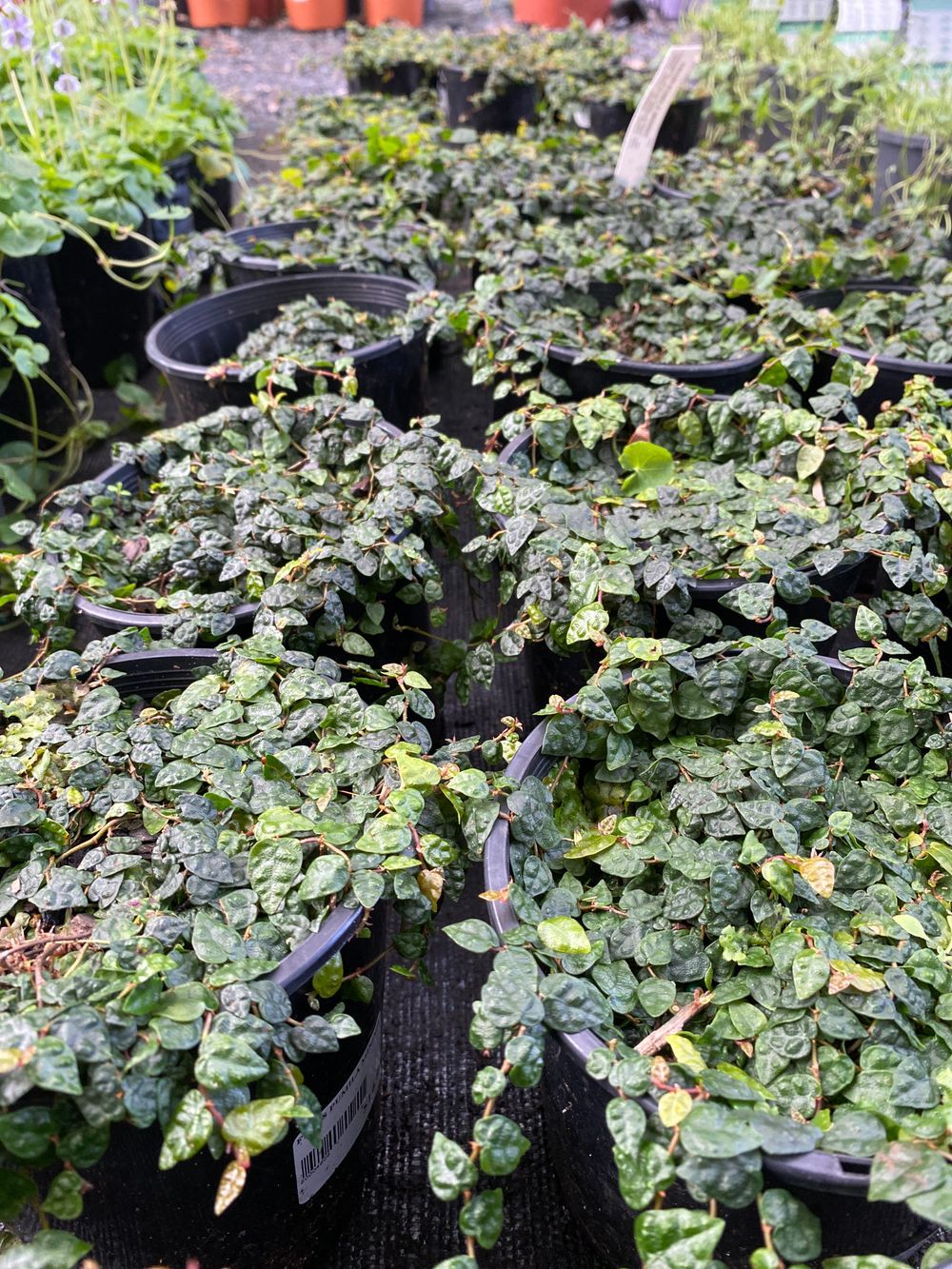 FICUS PUMILA MINIMA CLIMBING FIG (14CM)