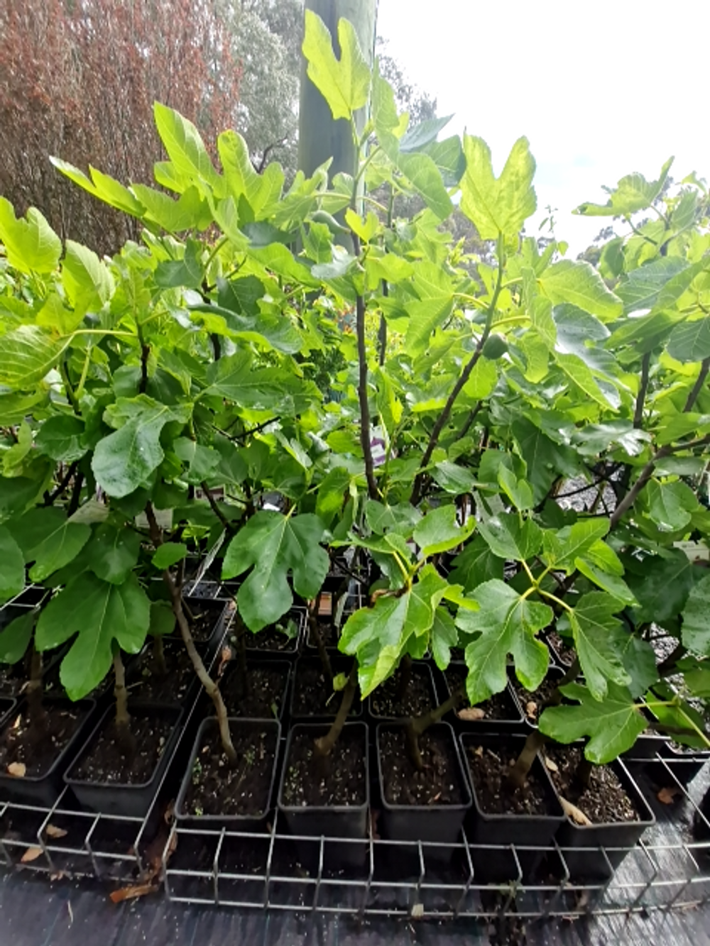 FIG BLACK GENOA (6LT)