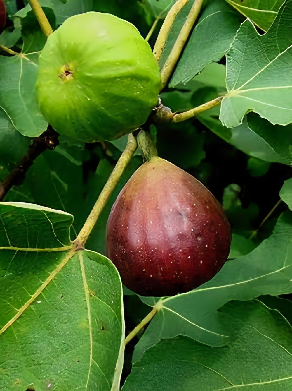 Fig Brown Turkey (10lt)