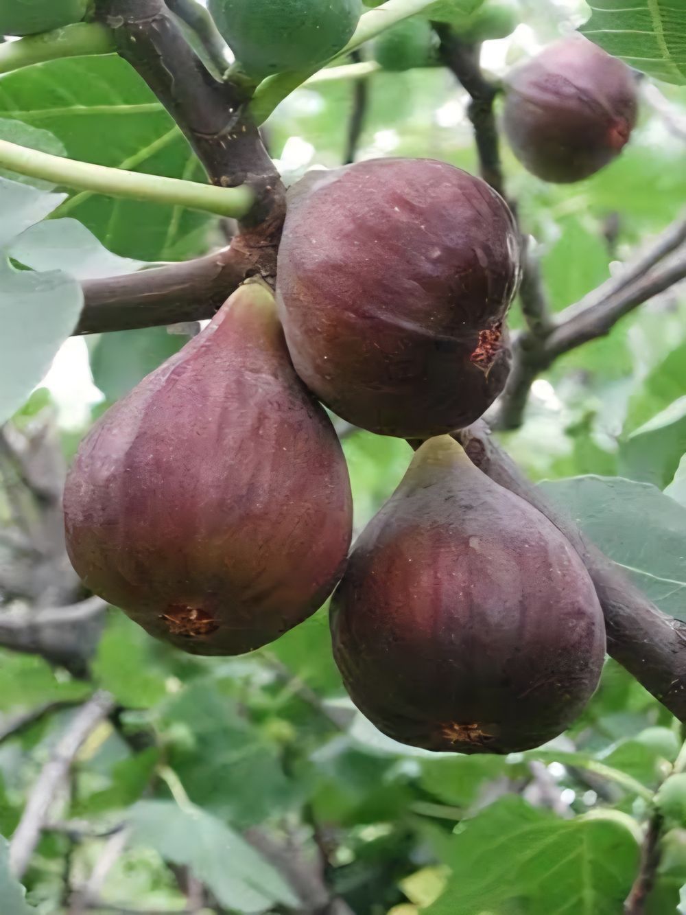Fig Preston Prolific (10lt)