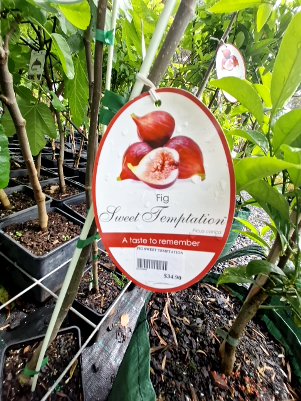 FIG SWEET TEMPTATION (4LT)