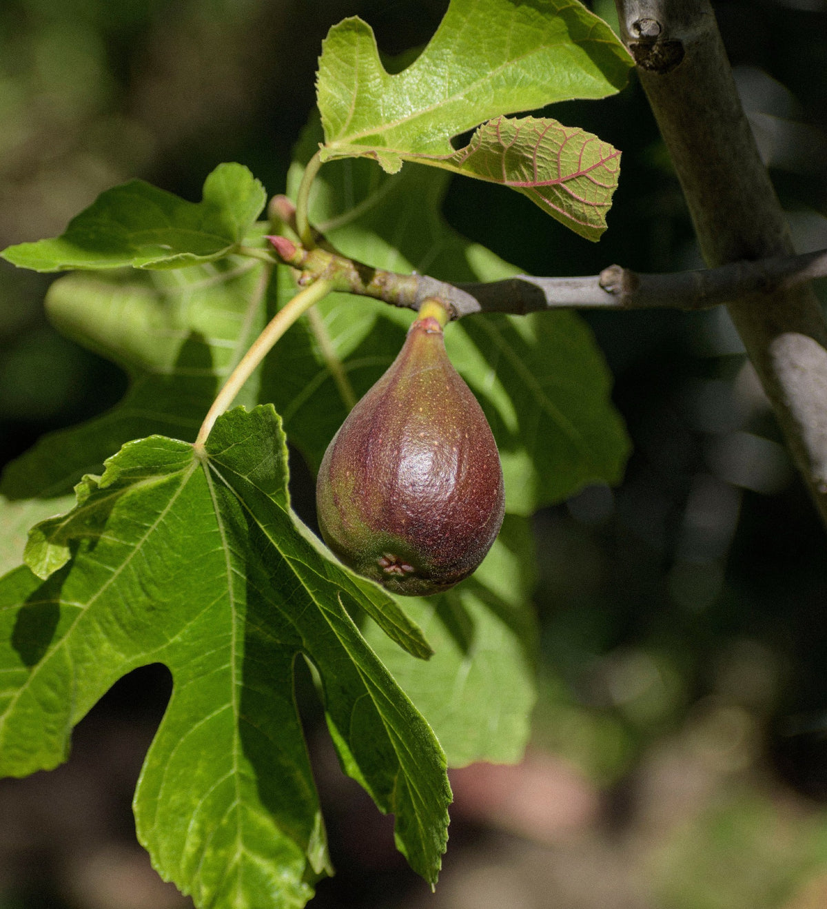 Fig Black Genoa (15lt)
