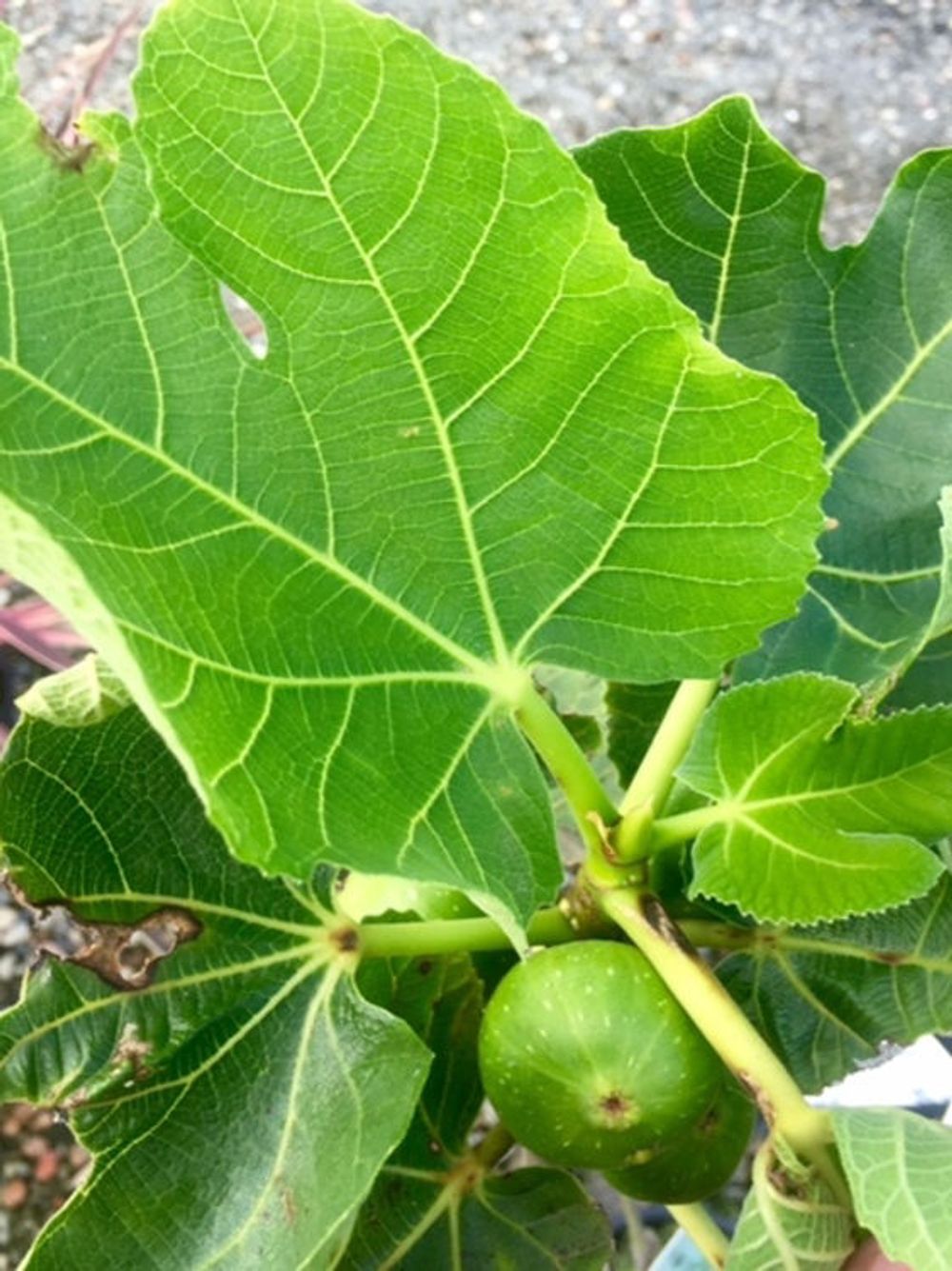 Fig White Genoa (10lt)