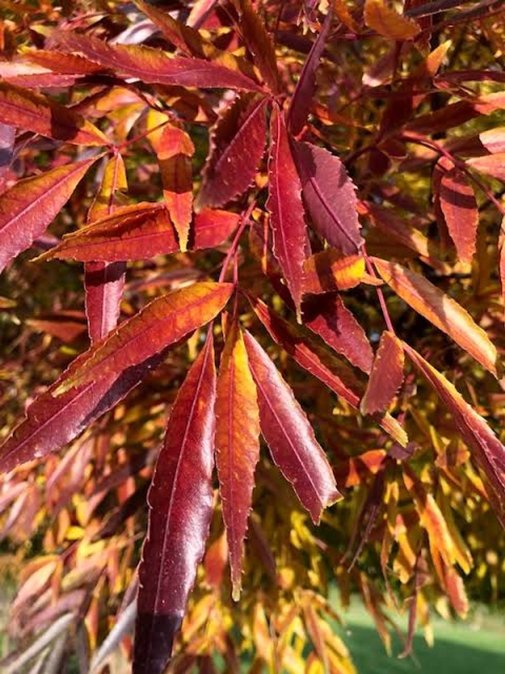Fraxinus angustifolia Raywood Claret Ash (45lt)