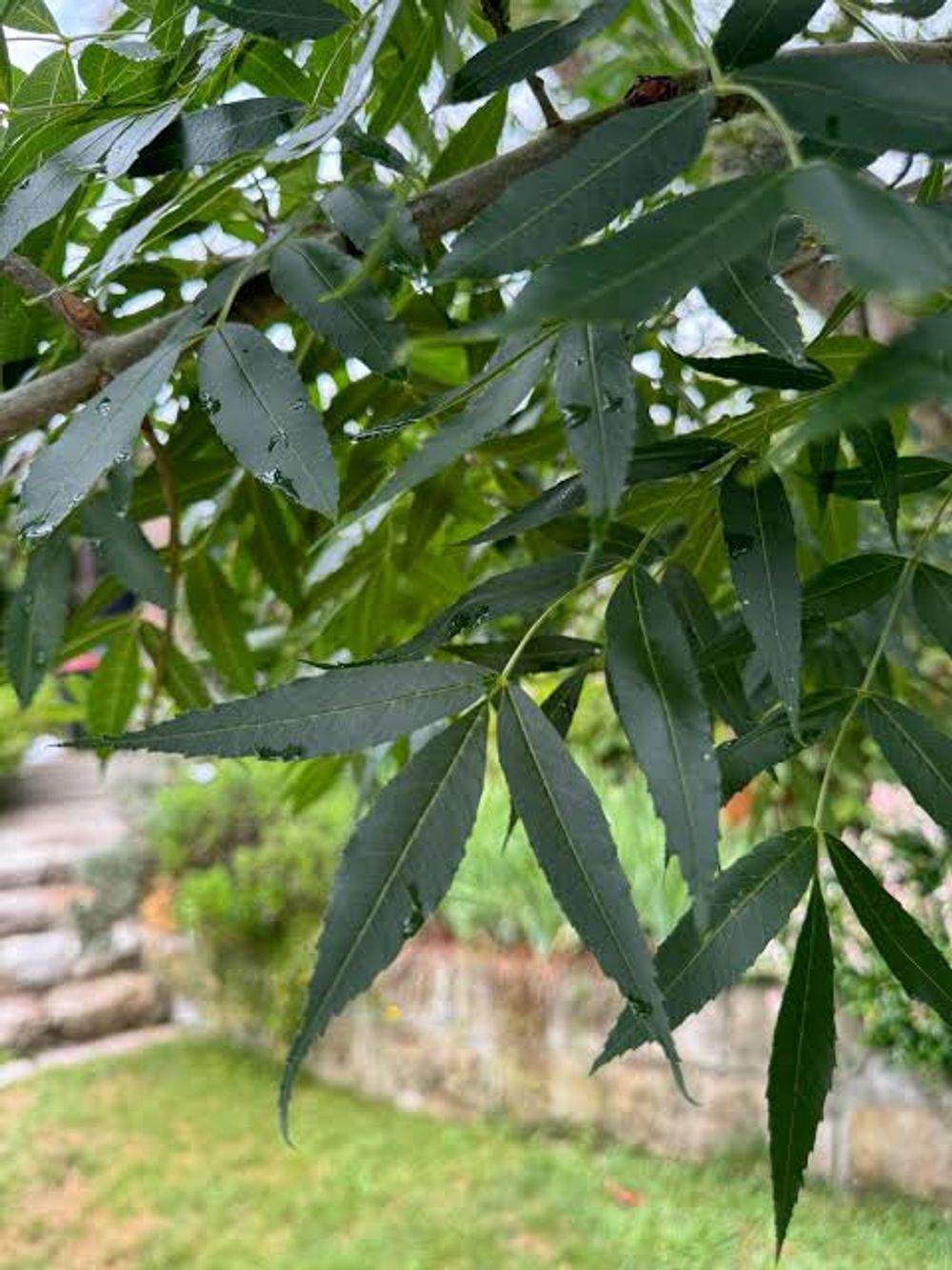 Fraxinus angustifolia Desert Ash (45lt)