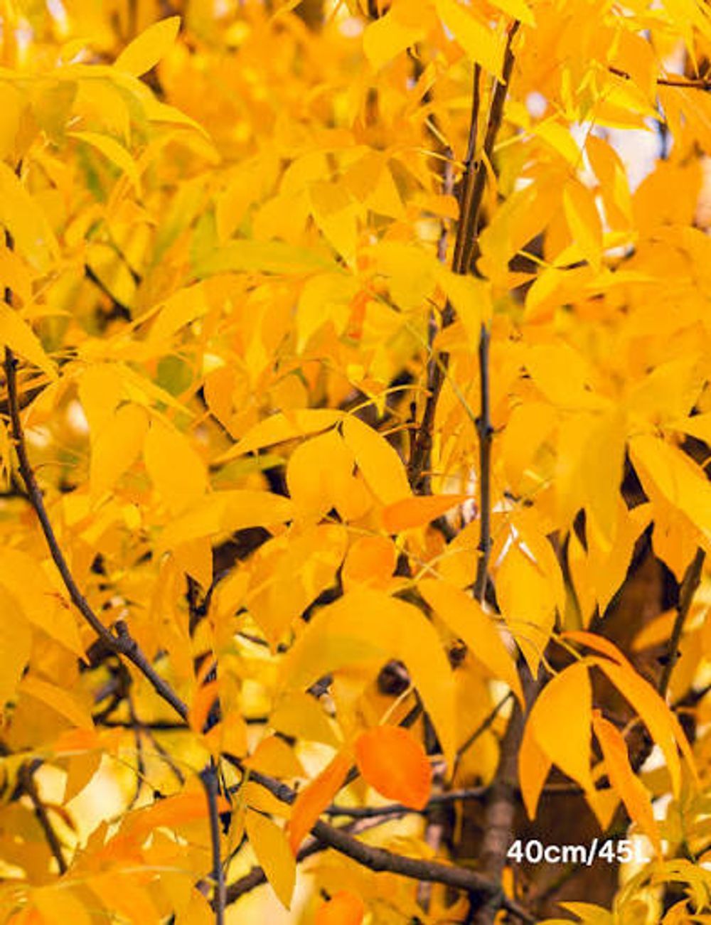 Fraxinus excelsior aurea Golden Ash (45lt)