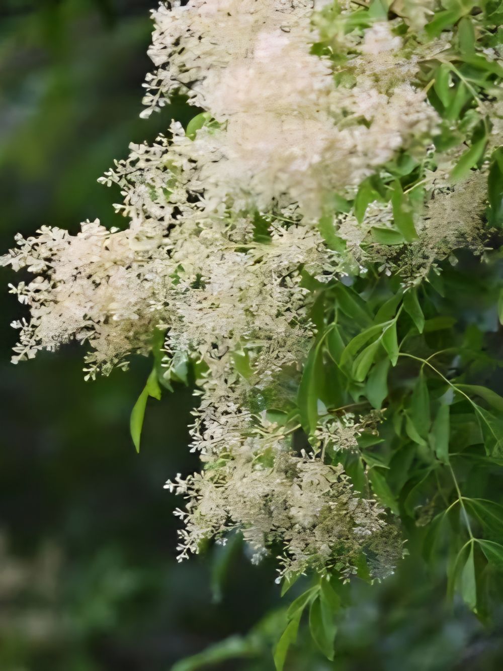 Fraxinus griffithii Flowering Ash (45lt)