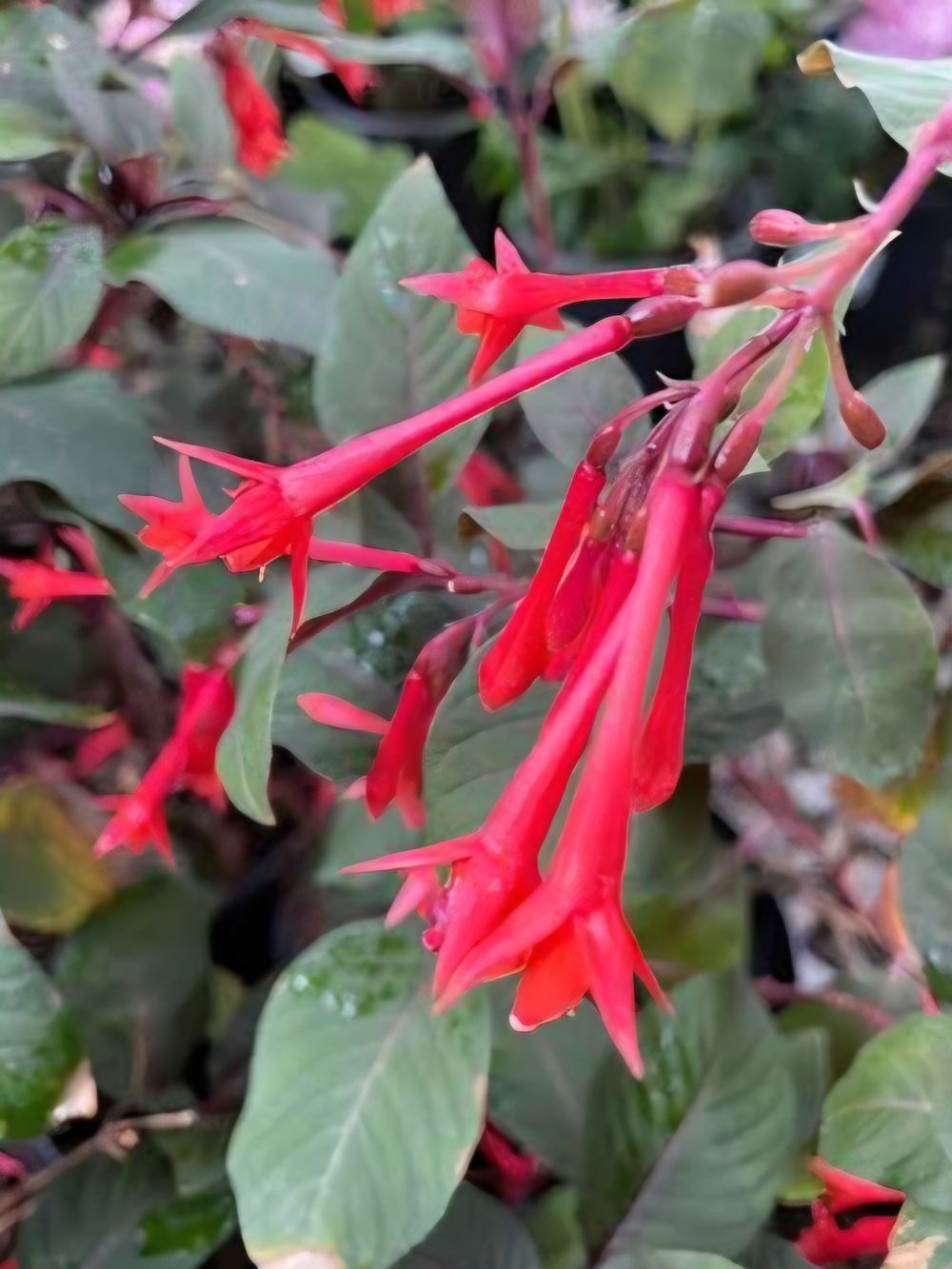 Fuchsia triphylla Coralle (17cm)