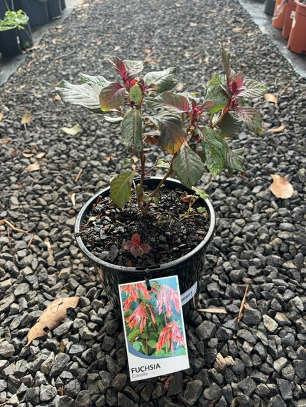 FUCHSIA CORALLE (17CM)