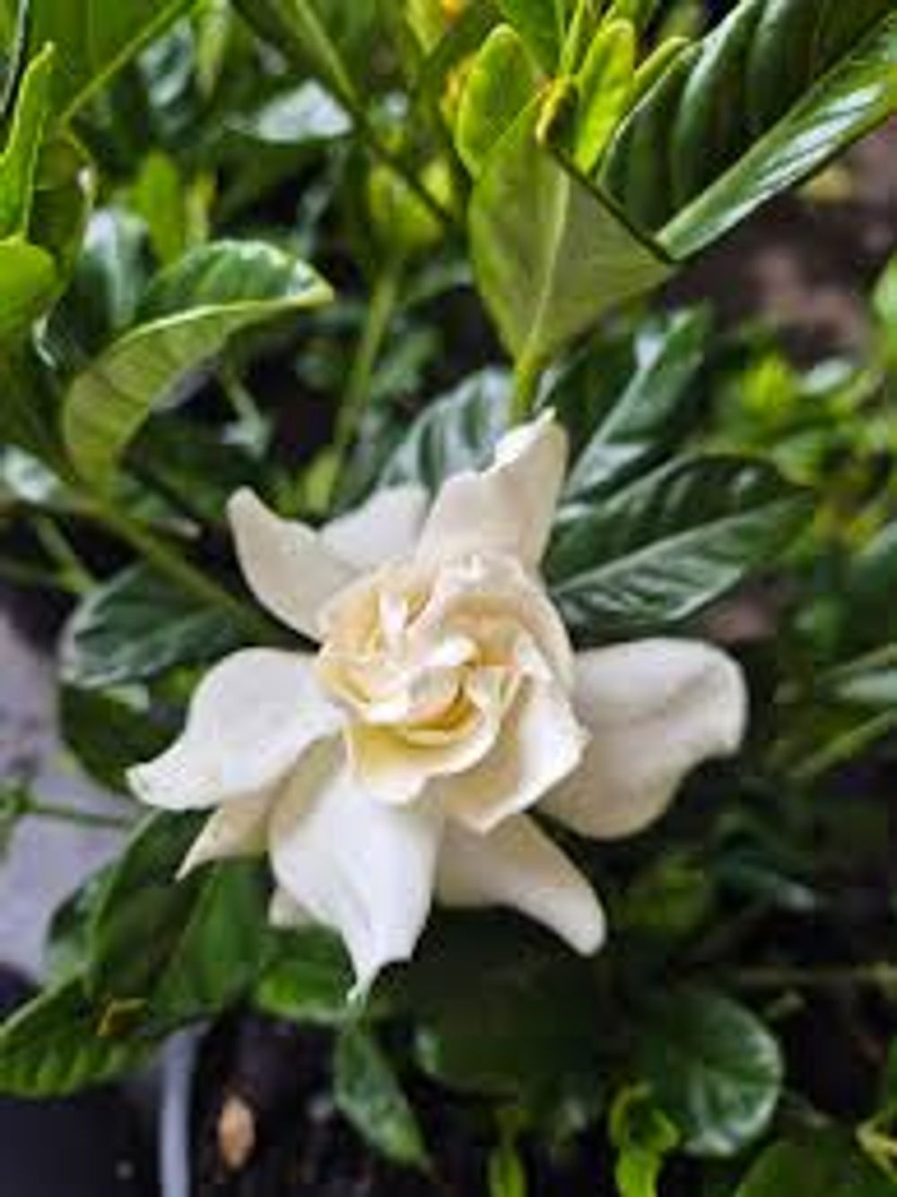 Gardenia Florida (14cm)