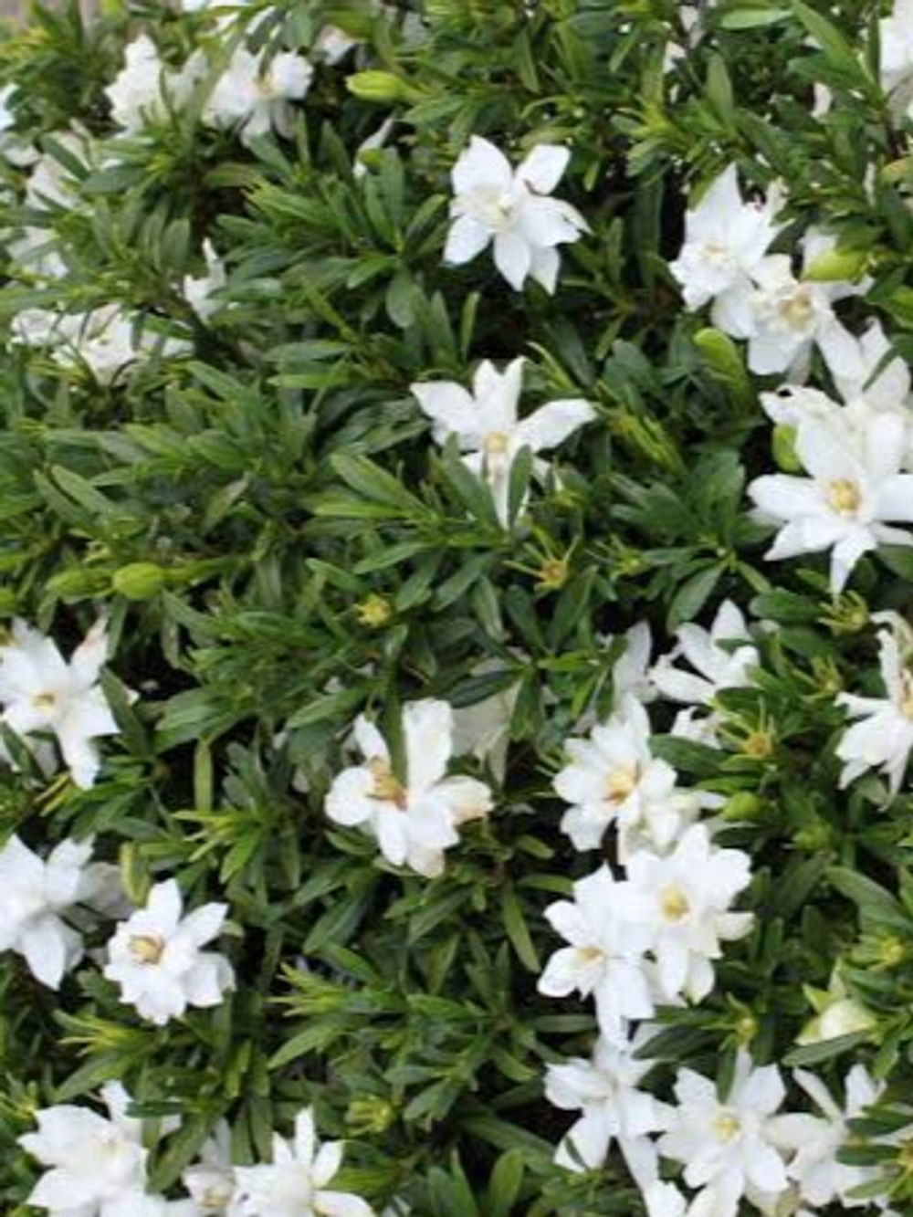 Gardenia O So Fine PBR (14cm)