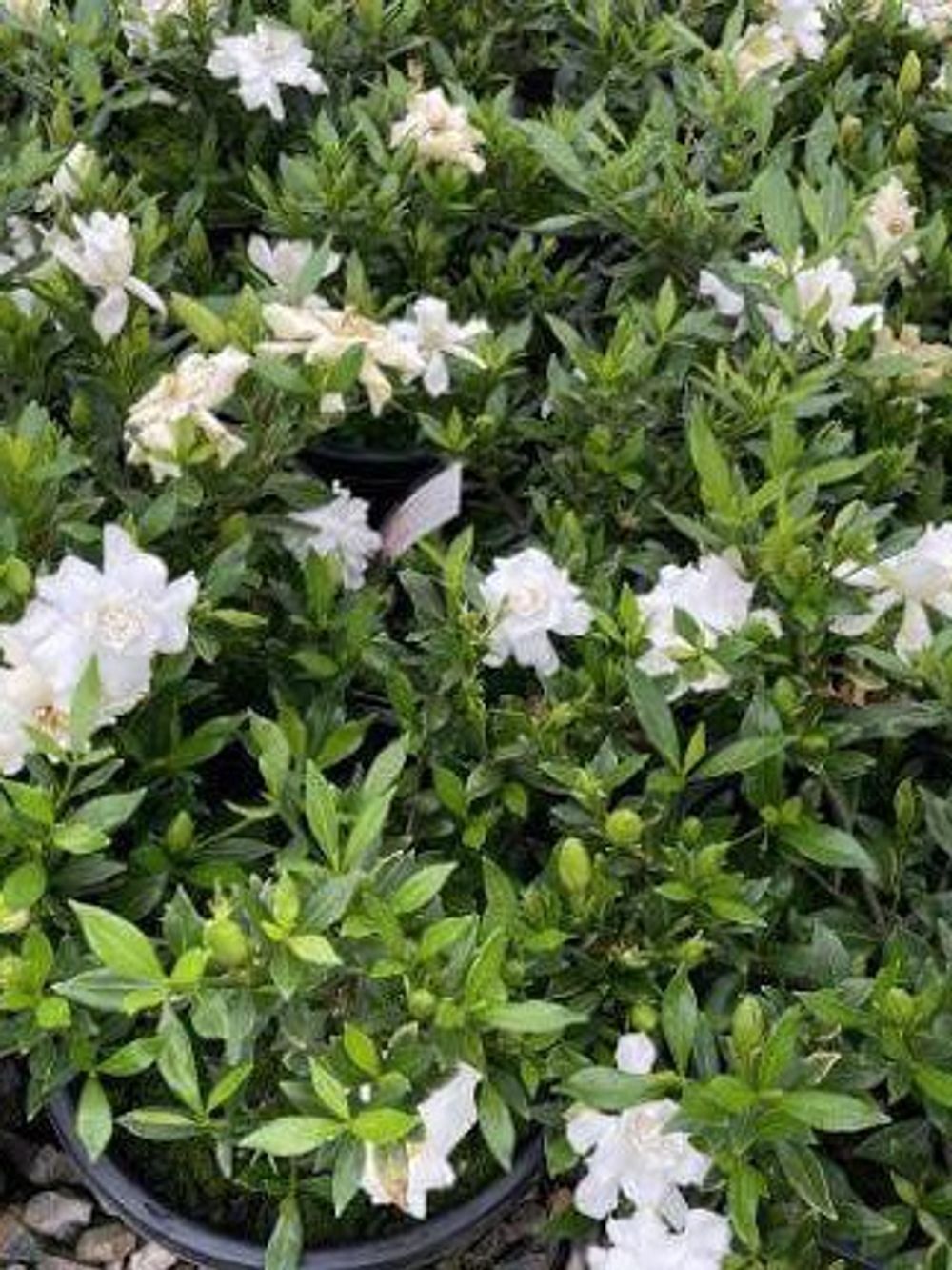 GARDENIA RADICANS (14CM)