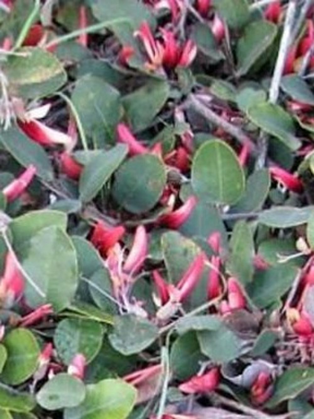 GASTROLOBIUM LATIFOLIUM (14CM)